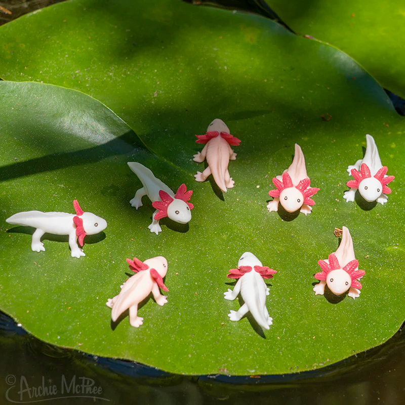 Creature Feature: Axolotls